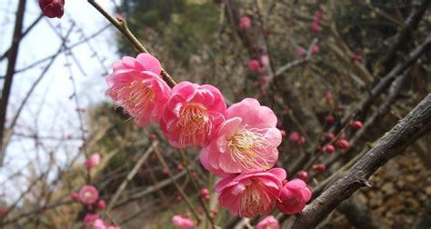 梅花吉祥話|梅花花语的象征与寓意（探寻梅花背后的文化内涵）